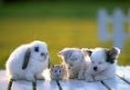 ANIMAUX